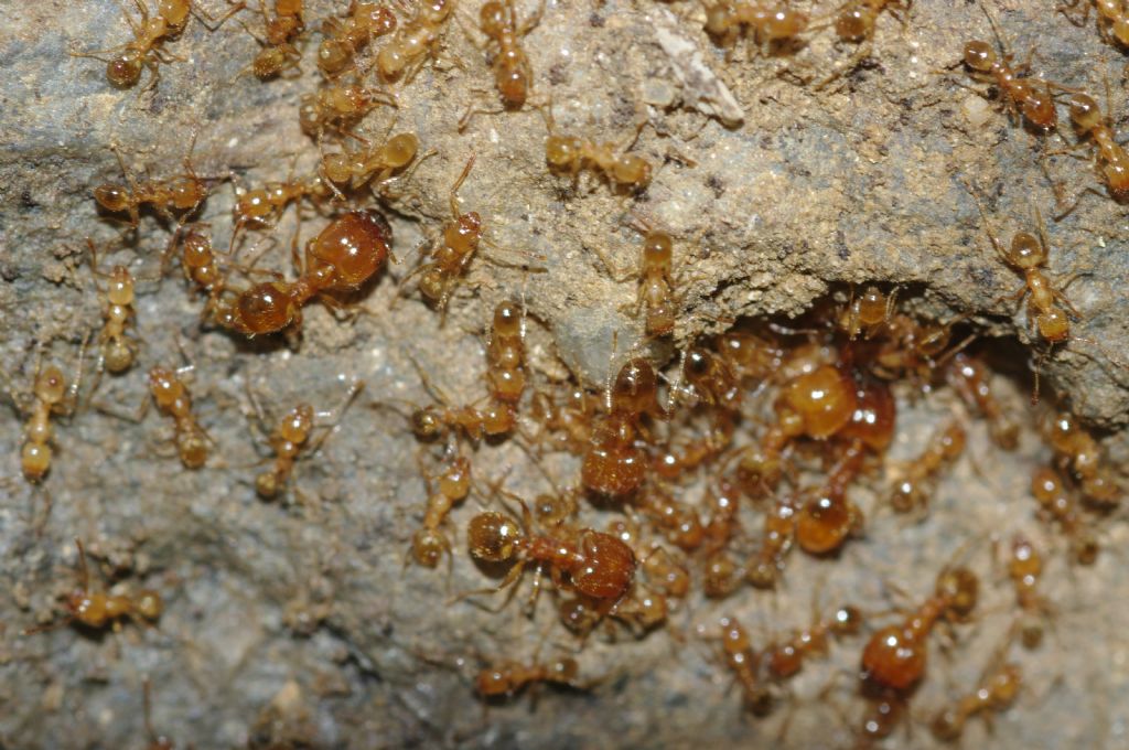 Pheidole pallidula scure